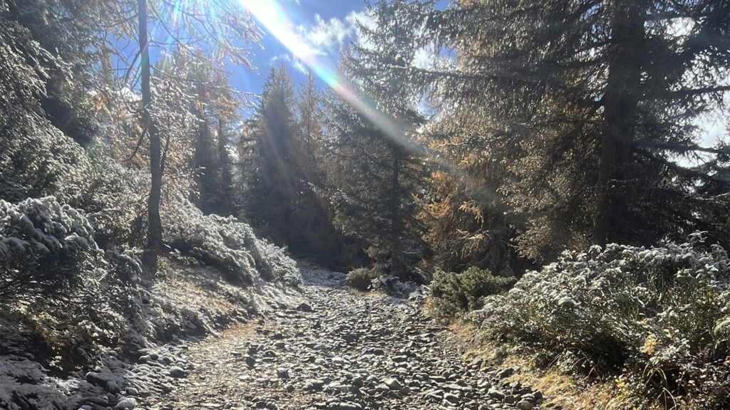 Weg durch Wald im Licht – Symbol für persönliche Entwicklung und Coachingprozess